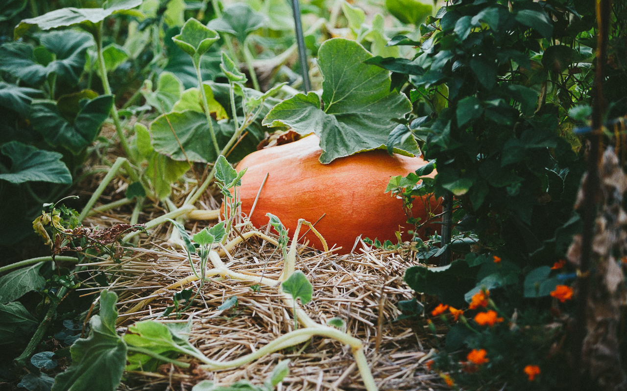 Regenerative gardening
