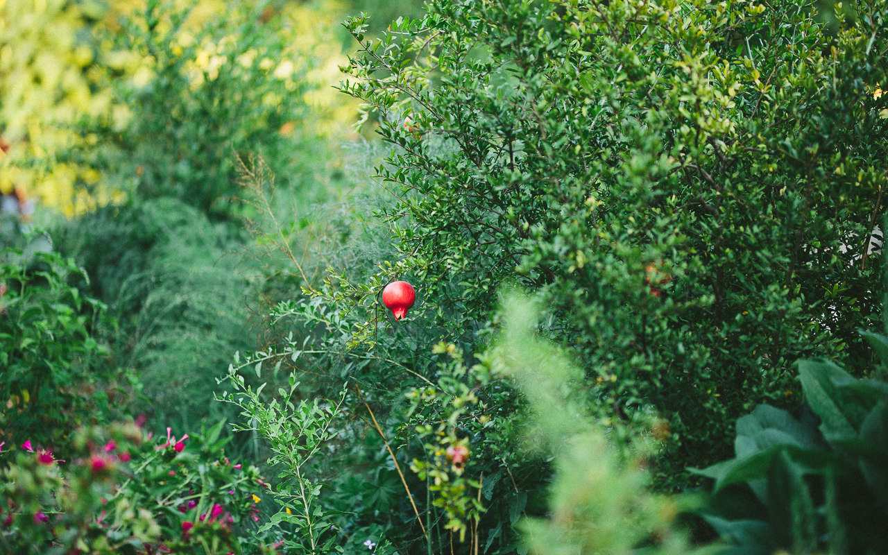 Regenerative Gardening: A Primer for the Home Gardener